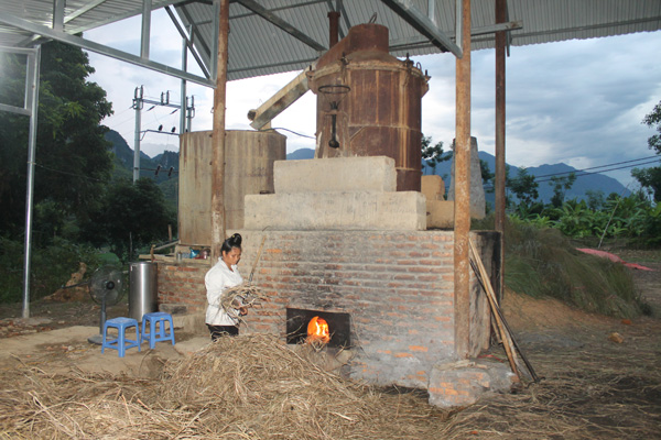 Người Thái ở xã Pi Toong  “bén duyên” với cây sả Java